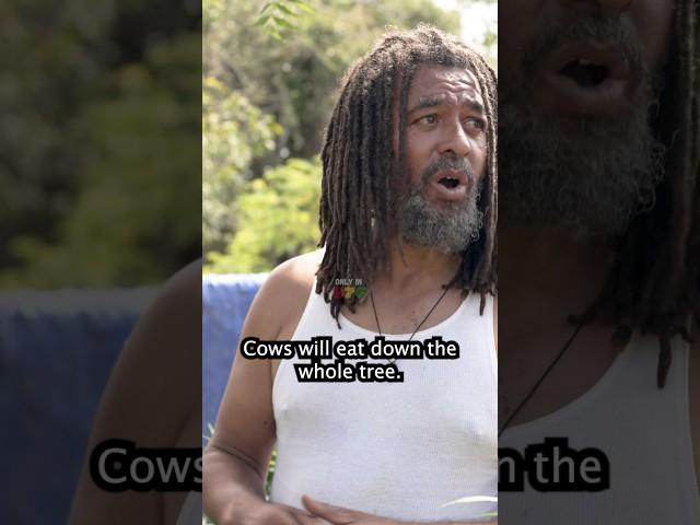 Everything loves ganja #jamaica #fire #rasta #rastafari #farmer #animals