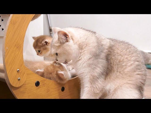 Mother cat Xaxa still gently and affectionately loves her kittens