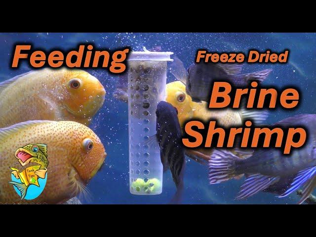 Tank Tip- Feeding FD Brine Shrimp, a Natuaral Aquarium Wonder Food