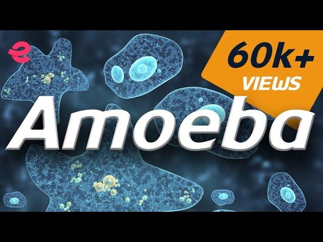 What is An Amoeba | Biology | Extraclass.com