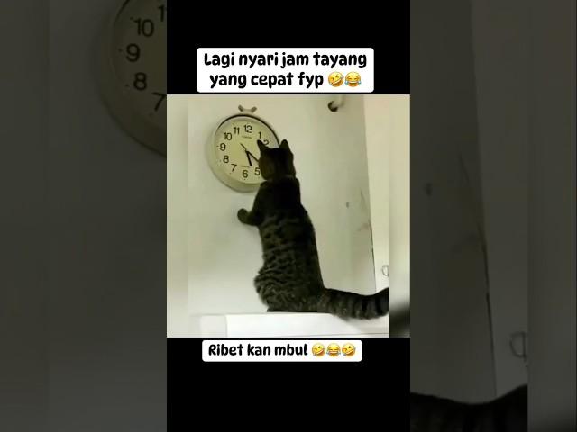 Kucing lucu dan pintar