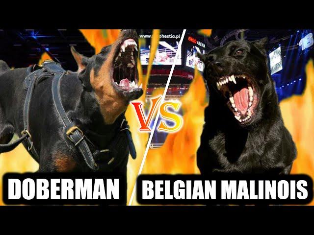 Doberman vs Belgian Malinois | Belgian Malinois vs Doberman | Best Protection Dogs | Billa Boyka |