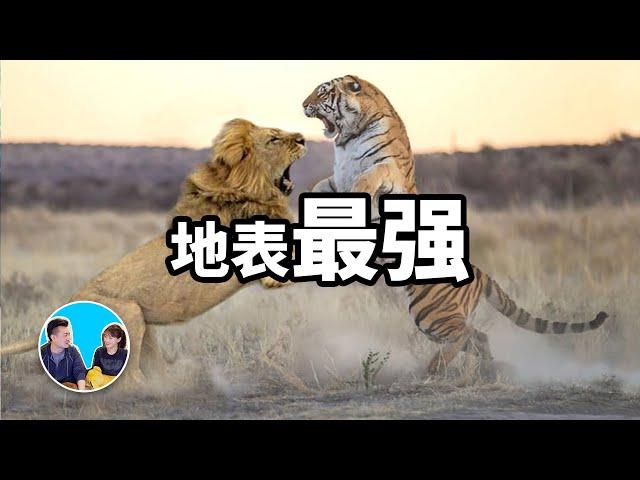 超出你想象的地表最强生物 | 老高與小茉 Mr & Mrs Gao