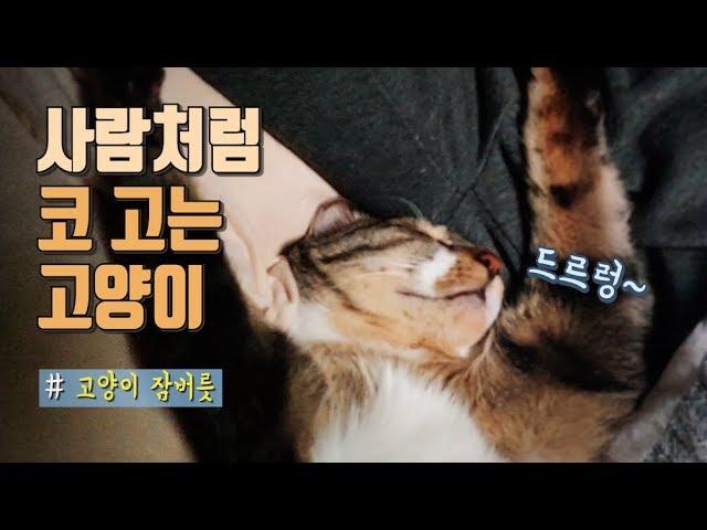 고양이 코 고는 소리