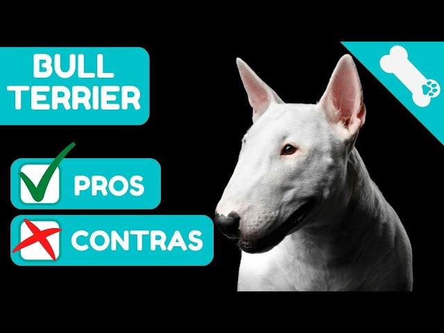  VENTAJAS Y DESVENTAJAS de tener un  BULL TERRIER   PROS Y  CONTRAS de Perros BULL TERRIER