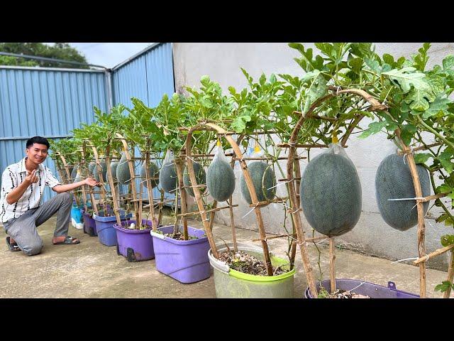 Watermelons Grow Big and Sweet with Just a Few Pots - Great Tips Not Everyone Knows