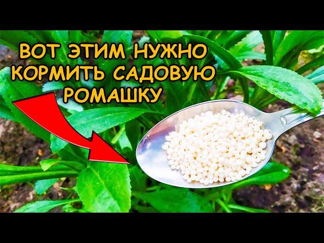 Ромашка будет крупная как тарелка и высокая! Нивяник выращивание подкормка уход весной.