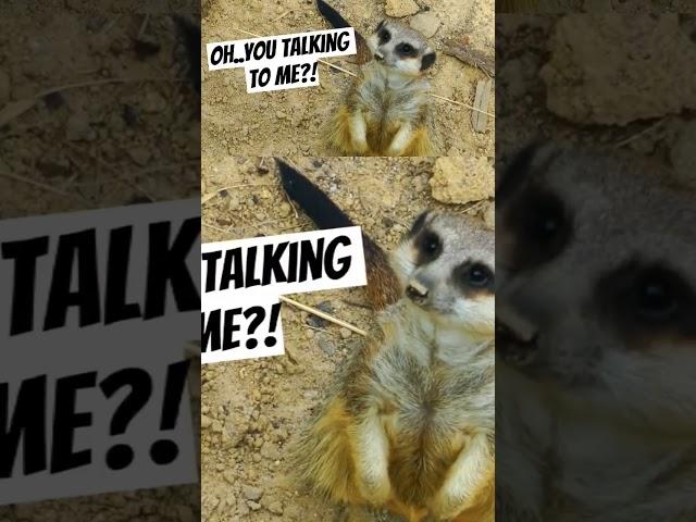 Meerkat in Taxi Driver #deniroscars #actor #youtubeshorts #funny