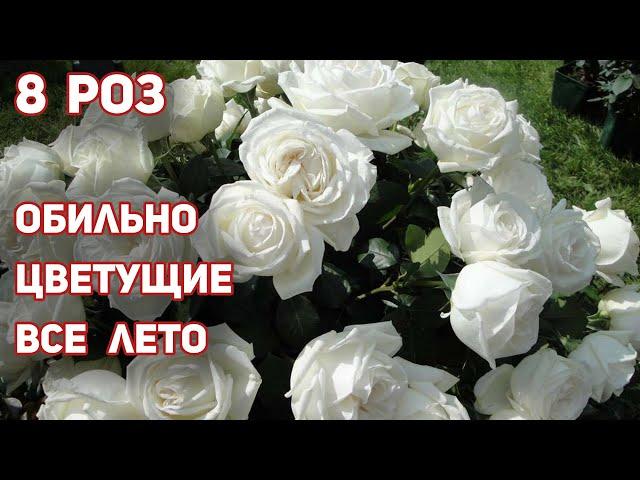 ТОП 8 - Белые розы и не только! ООчень крупные цветы, стойкость и здоровье отменное!