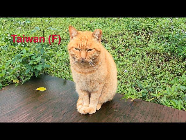 Taiwan - Katzen und Gold - F - 16-01-2024