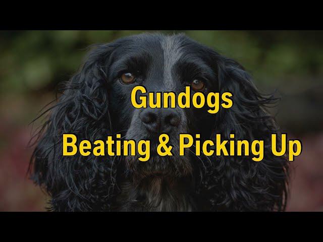 Gundog Training - Beating & Picking Up.