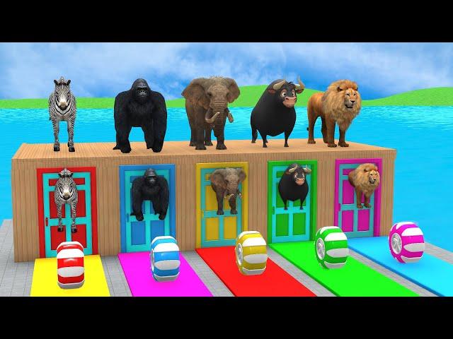 Long Slide Game With Elephant Gorilla Buffalo Hippopotamus Tiger 3d Animal Game Funny 3d Animals