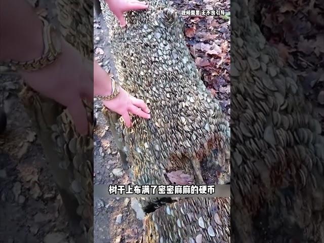 长满硬币的许愿树，你有没有见过，值得一看#科普 #知识 #冷知识