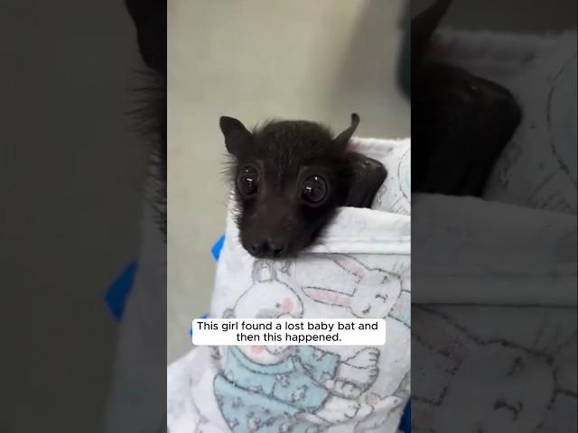 This girl found a lost baby bat and then this happened...