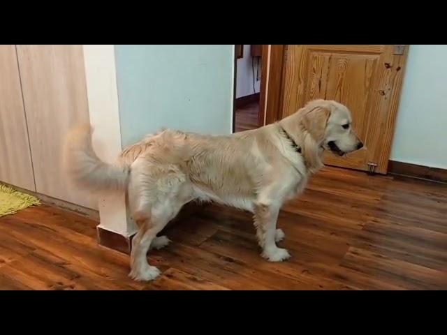 Stubborn yet obedient Bunny | Mischievous Max and Bunny