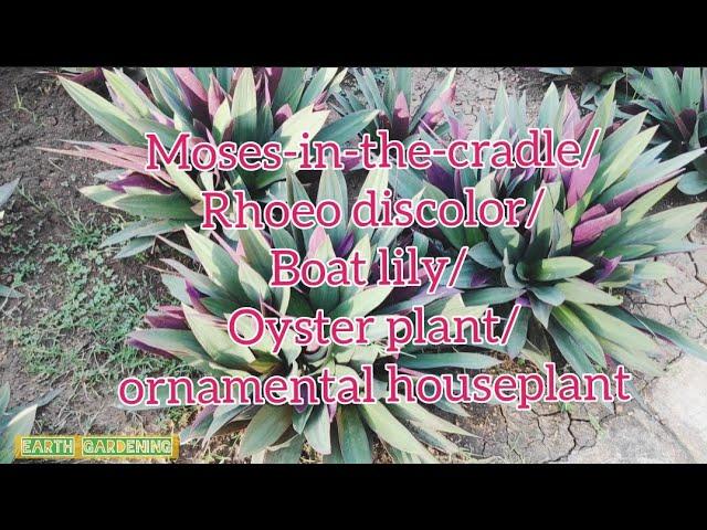 Moses-in-the-cradle | Rhoeo discolor | Ba lily | Oyster plant | ornamental houseplant | hedge plant.