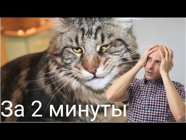 Мейн-кун. Стоит ли заводить? ТОП 5 недостатков мейн-куна.