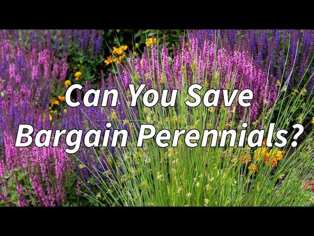 Got Perennials on Sale Here are 4 Tips to Rejuvenate Them!