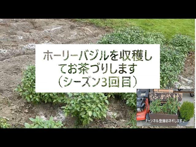 ホーリーバジル収穫してホーリーバジルティー作り【オオヤトゥルシーです】　How to grow Holy Basil