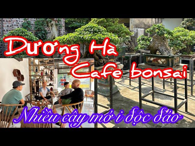 Ngắm những TP mới độc đáo tại không gian cafe bonsai A Dương Hà bỉm sơn đt 0975292229