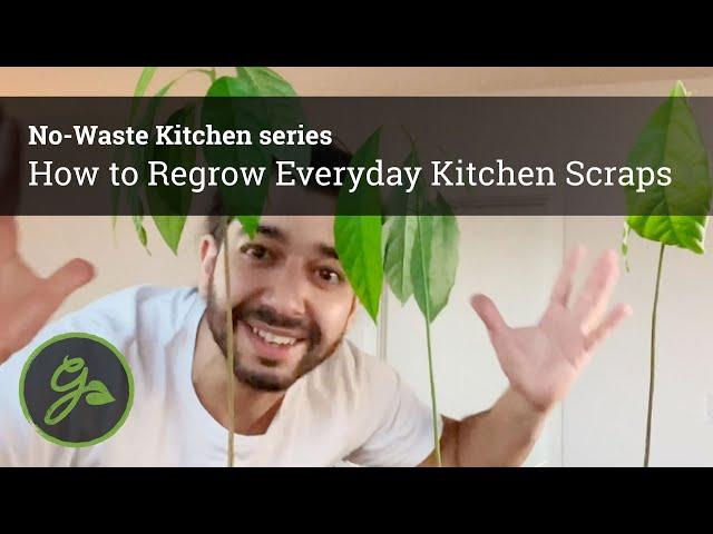 How to Regrow Everyday Kitchen Scraps & Grocery Store Produce: No-Waste Kitchen