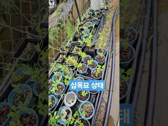 물이고인 화분 20250621) 화분에 물이 고여 과습이 우려됨. 철 마그네슘 시비로 깨어나고 있음 #blueberry #블루베리삽목묘