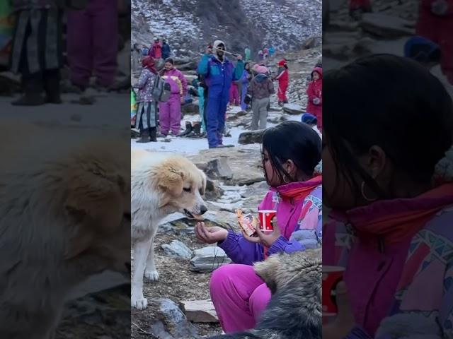 Love️🫶 #manali #love #doglover