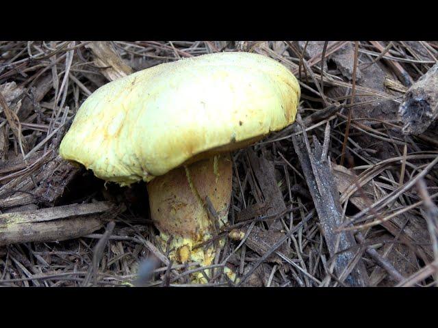 Chicken Fat Mushroom - Suillus americanus