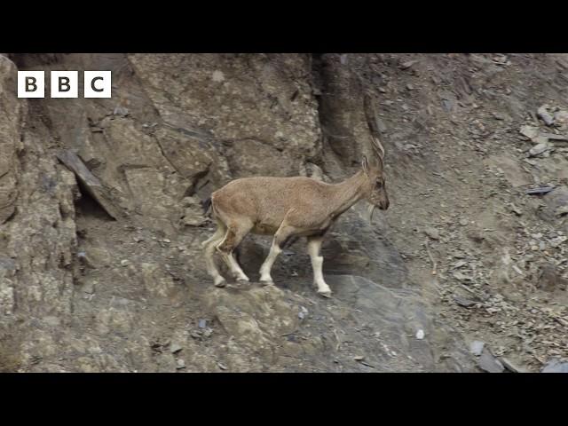 Markhor mountain goats battle on a cliff edge  - BBC