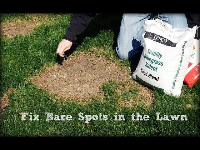 How To Seed And Repair Bare Spots in the Lawn