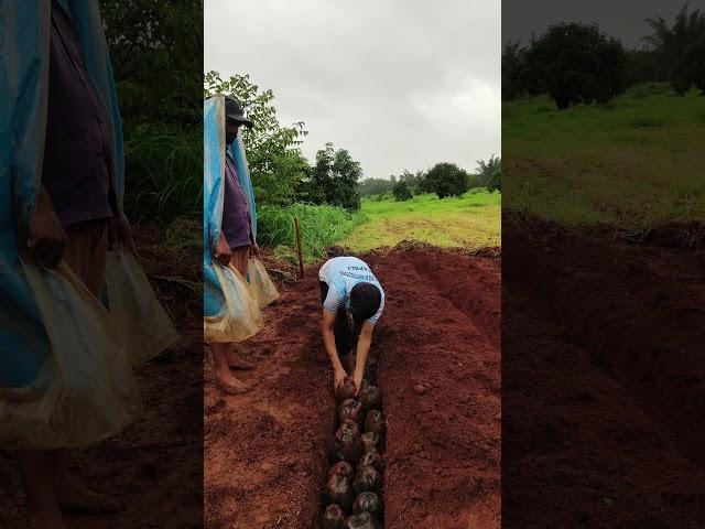 Coconut Seed Sowing.#konkan #ratnagiri #coconut #nature #youtubeshorts #monsoon #seeds #vibes #viral