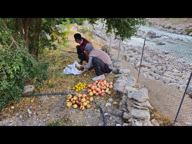 IRAN nomadic life: A Nader trip to the village to pick autumn pomegranates | impassable roads🫐