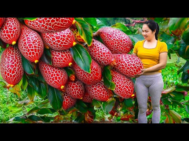 Harvesting The Golden Milk Fruit That Bleeds Sweet Nectar Go To Market Sell | An Phu Daily Life