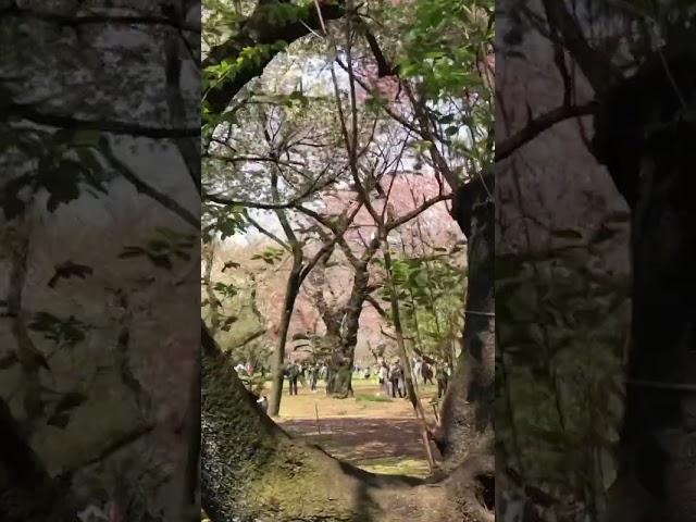 Cherry Blossoms@Shinjuku Gyoen National Garden