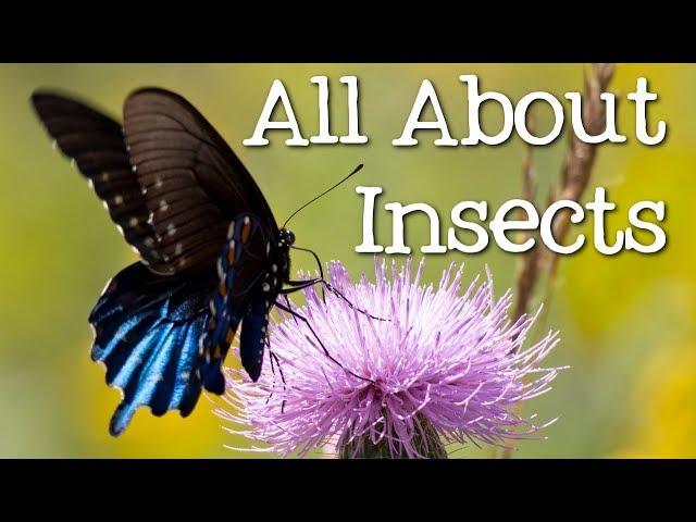 All About Insects for Children: Bees, Butterflies, Ladybugs, Ants and Flies for Kids - FreeSchool