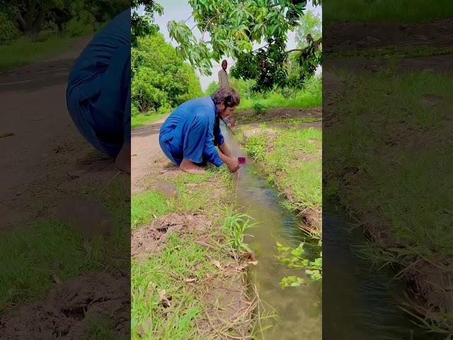 My village flower beautiful view #shorts #shortvideo #youtubeshorts #trending #viralvideo #nature