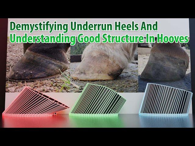 Fully Understanding Underrun Heels In Horse Hooves