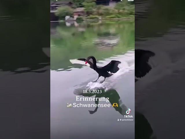 Der Schwanensee #shorts #viral #youtubeshorts #short #shortvideo #video #viralvideo #shortsvideo