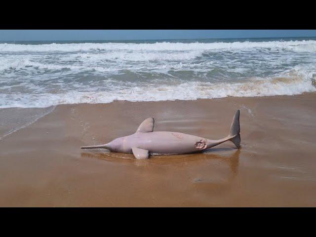 FOI DE PARTIR O CORAÇÃO...PESCA de PRAIA com ISCAS NATURAIS, EM BUSCA DO PEIXE GRANDE!!! Ep1