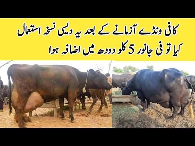 Milk Increase Krny ka Desi Nuskha ll Desi Formulla to Increase Milk Production of Cow and  Buffalo