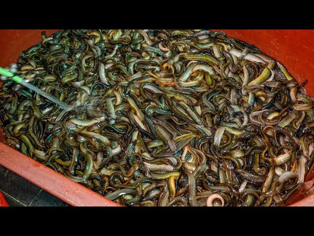 30 Years of tradition! more than 300 bowls are sold a day?! Korea's healthy loach soup, Chueo-tang