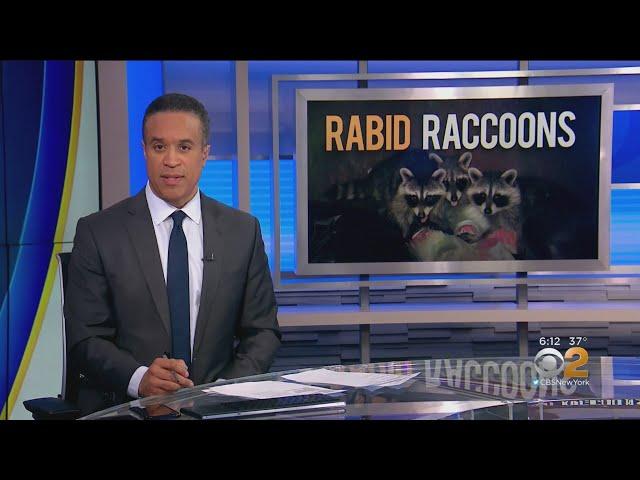 6 Rabid Raccoons Found In NYC, Health Department Says