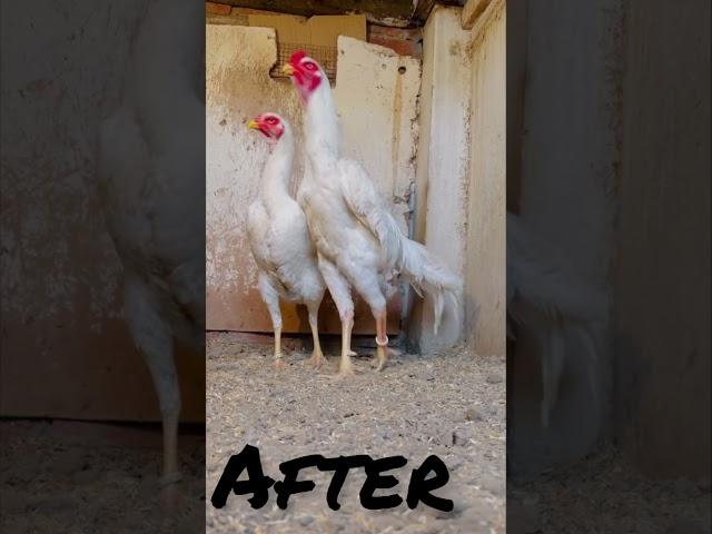 Before or after white shamo #love # poultry