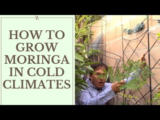 How to Grow Moringa in Cold Temperate Climates