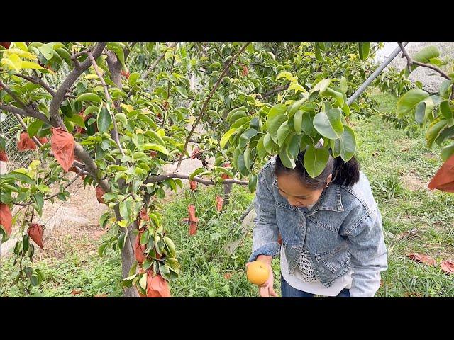 #399 Trái Cây Trung Quốc Rẻ ? Trở Lại Vườn Đào Bất Ngờ Được Chú Chủ Vườn Tặng Bọc Lê Hái Tại Vườn
