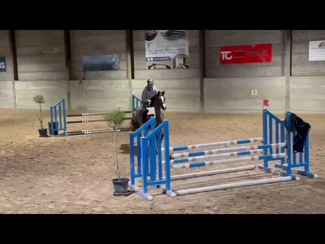 Okinawa 4yo Pégase x Greco Sitte
