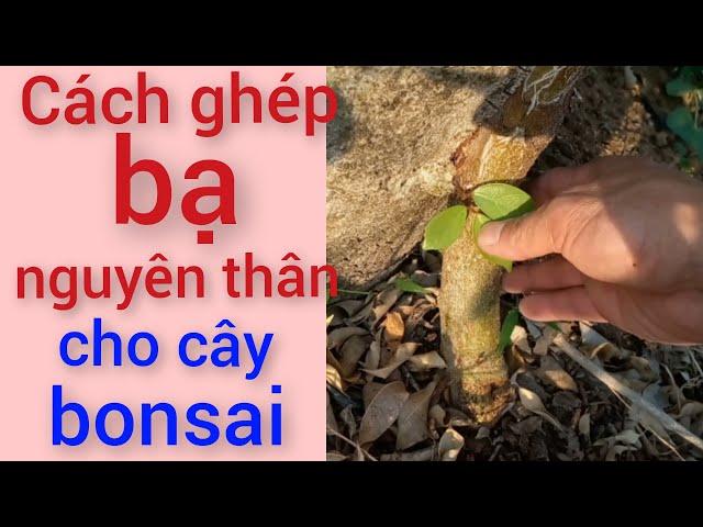 Cách ghép bạ nguyên thân cho cây cảnh bonsai.