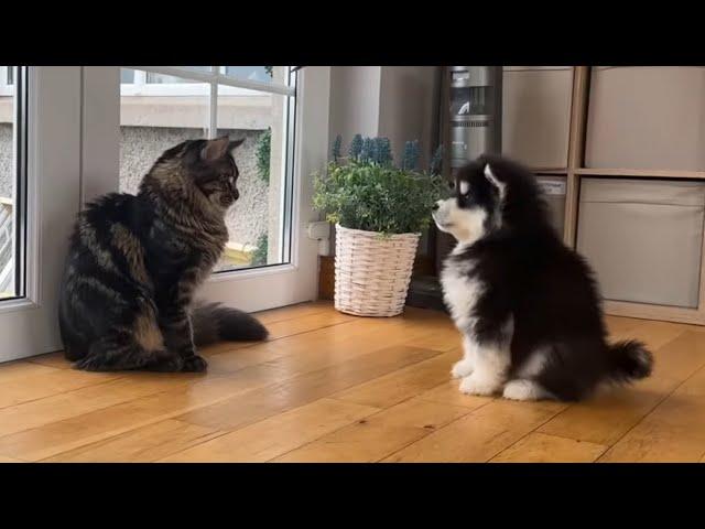 Cats React To Meeting Puppy For The First Time! What Must They Think!!