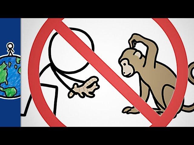 Why You Shouldn't Give Ginger To Monkeys (and other animal sayings)