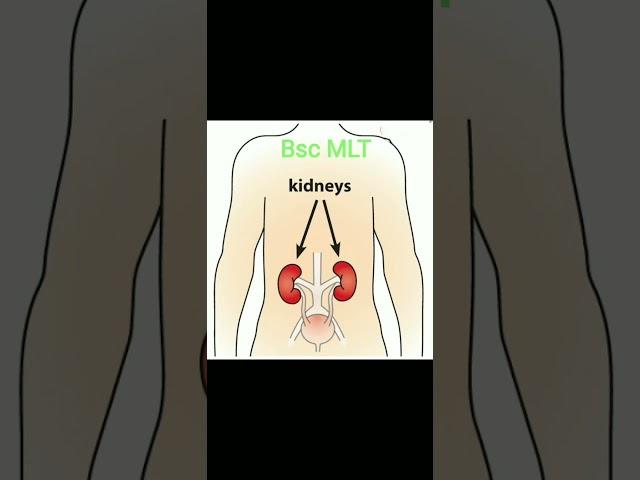 #bscmlt / Kidney